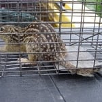 Animal Control