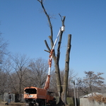 Large Cotonwood Removal
