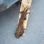 Roots
