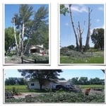 TREE REMOVAL
