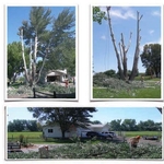 TREE REMOVAL
