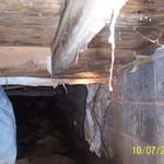 Termite shelter tube hanging from floor joist.