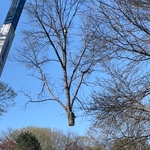 Tree Removal with crane