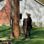 Emerald ash beetles killed this tree.
