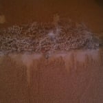 Peoria Pet Damage Before