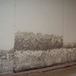 Mold Remediation