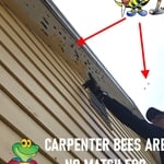 Andrew pointing out the damage caused by the carpenter bees.
