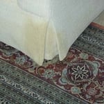 Dog lift his leg on the sofa and the Oriental rug
