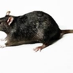 Rats