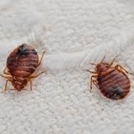 Bed Bugs