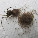 Spiders