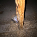 Drywood Damage