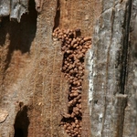 Drywood Damage