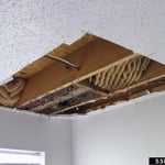 Honeybee Infestation