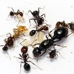 Ants