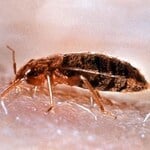 Bedbugs