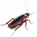 Roaches