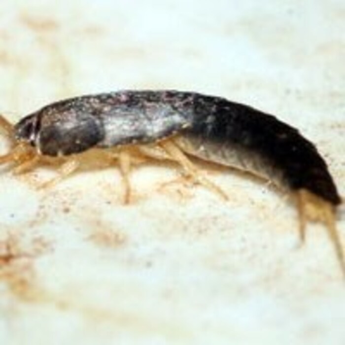 Silverfish
