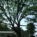 Pruned Oak