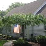 Pruned Japanese Maple