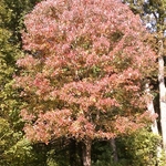 Pruned Maple