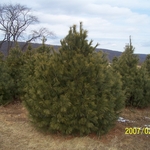 White Pine