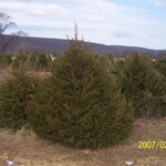 Norway Spruce