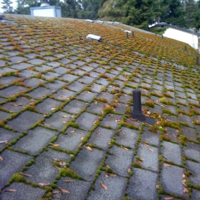 In our temperate climate, moss grows everywhere! Debris left to decompose on roofs creates a nice environment for moss to grow and flourish. Most homes need moss treatment annually to keep moss at bay. If your home is in the woods, twice a year might be needed.
