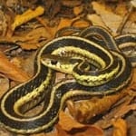 Groen's Wildlife Services