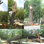 Tree Removal