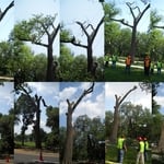 Tree Removal