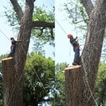 Tree Climbing