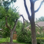 Broken tree