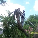 Taken tree down