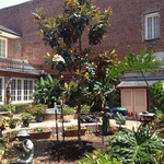 Risk Tree Service successfully removed a large termite infested magnolia tree in a French quarter court yard. After removal we craned in a new magnolia tree. Customer was blown away with the service. Go Team!