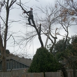 Dead Tree Removal