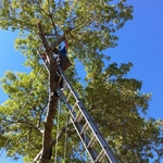 San Antonio Tree Removal Service