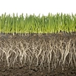 DEEP GRASS ROOTS