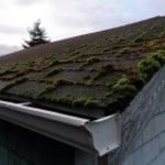 Moss Removal Service