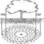 deep root