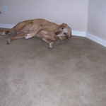Carpet Cleaning