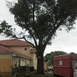 Oak Removal