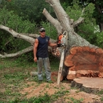 Tree on the ground