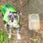 Rocko