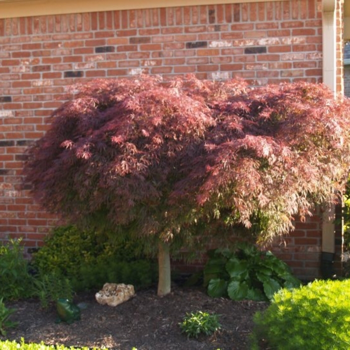 Landscaping Project