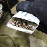 German Cockroaches Treatment