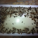 German Cockroaches Treatment