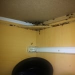 German Cockroaches Treatment