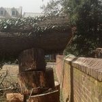 33" diameter Norway Maple felled over a 5' brick wall