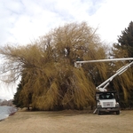 Willow Pruning